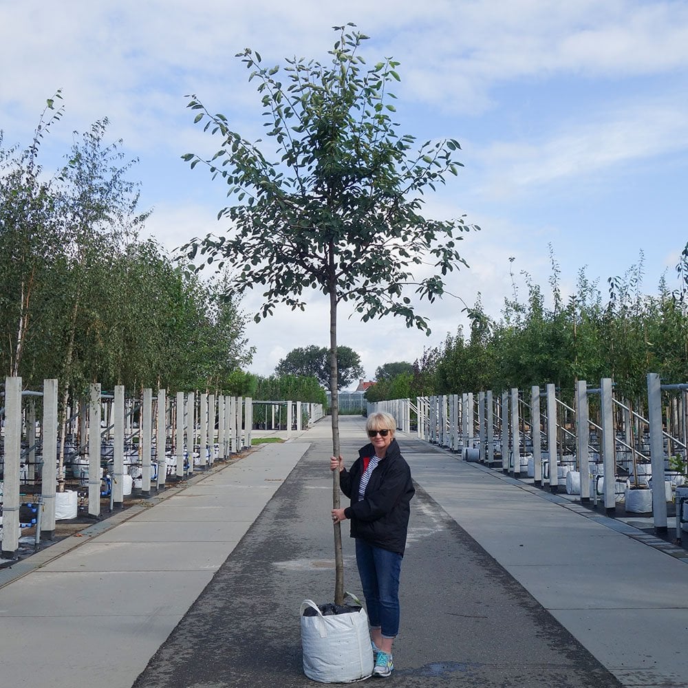 Amelanchier lamarckii Tree - Image 11