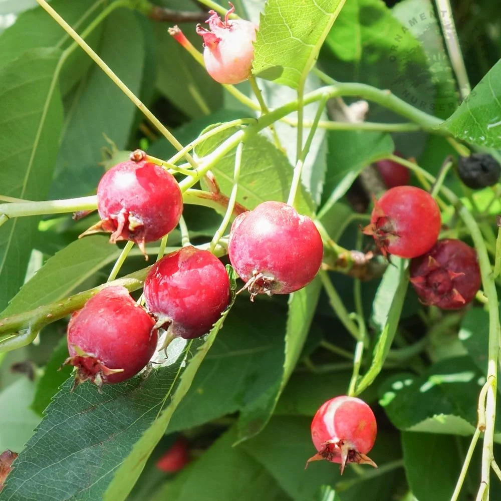 Amelanchier lamarckii Tree - Image 4