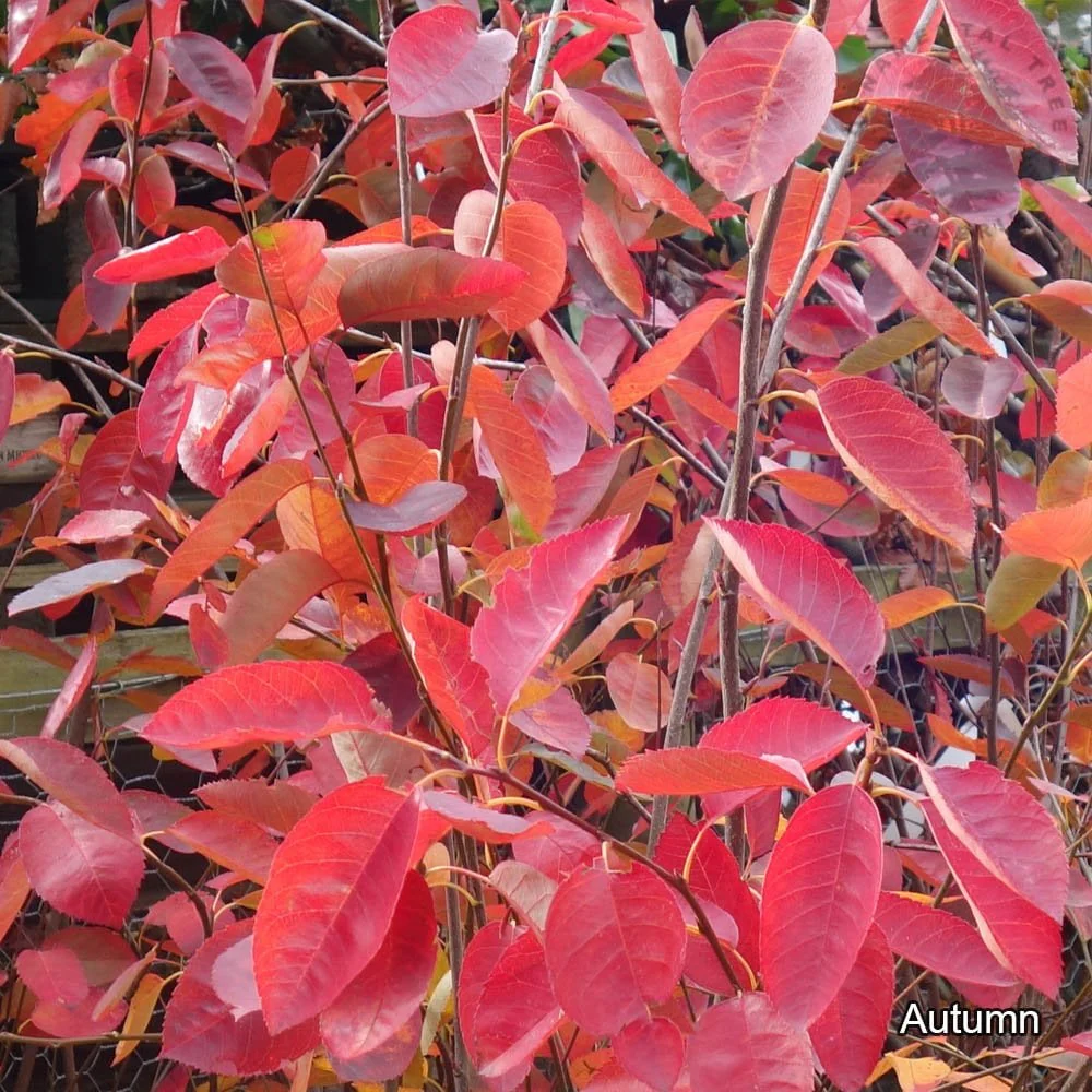 Amelanchier lamarckii Tree - Image 5