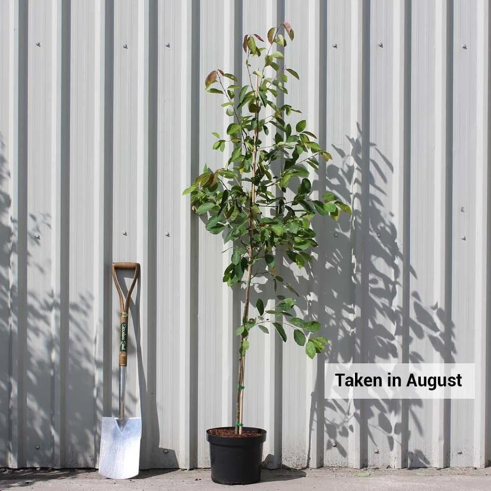 Amelanchier lamarckii Tree - Image 6