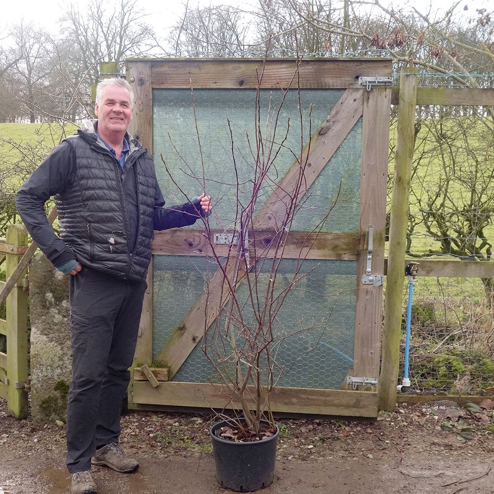 Amelanchier lamarckii Tree - Image 7