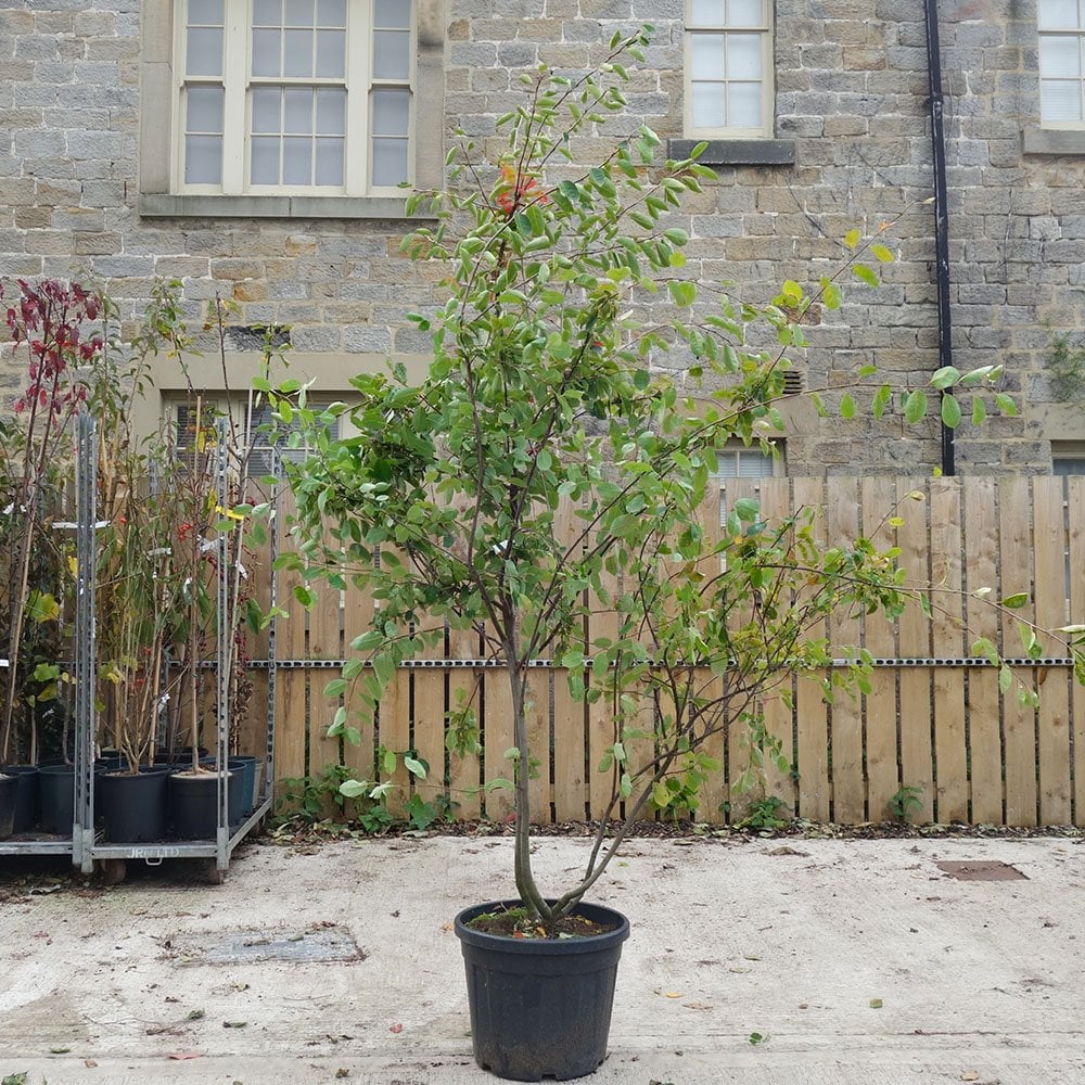 Amelanchier lamarckii Tree - Image 8