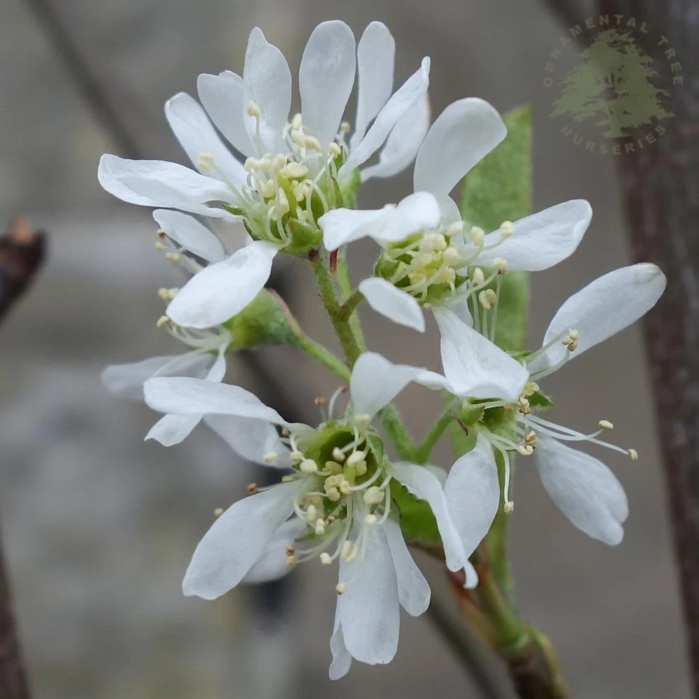Amelanchier 'Rainbow Pillar' Tree - Image 3