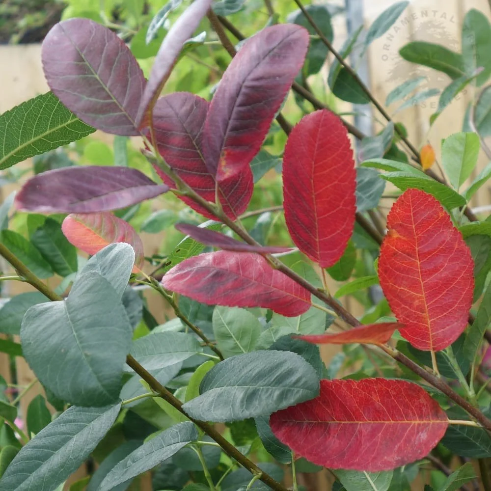 Amelanchier 'Rainbow Pillar' Tree - Image 4
