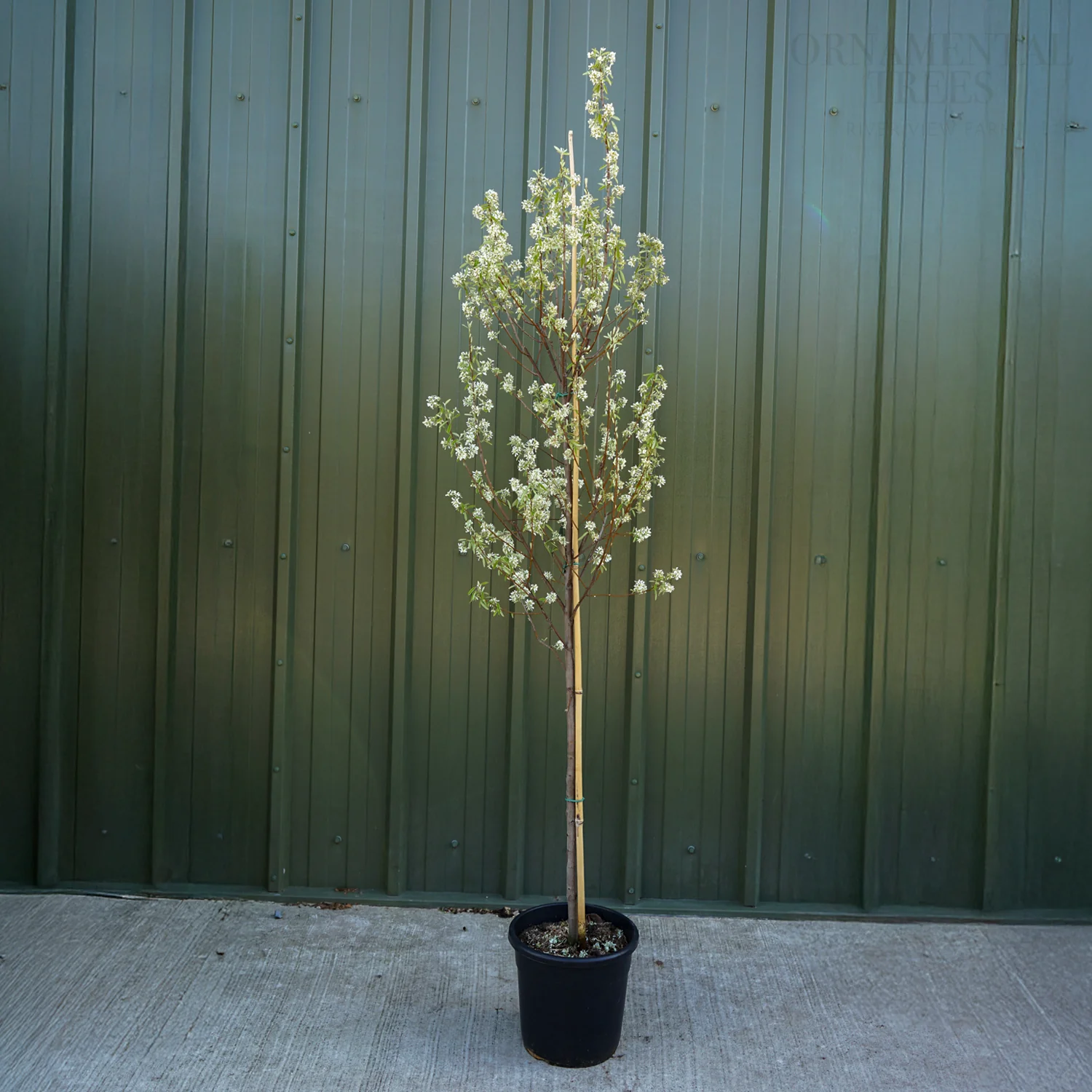 Amelanchier 'Rainbow Pillar' Tree - Image 5