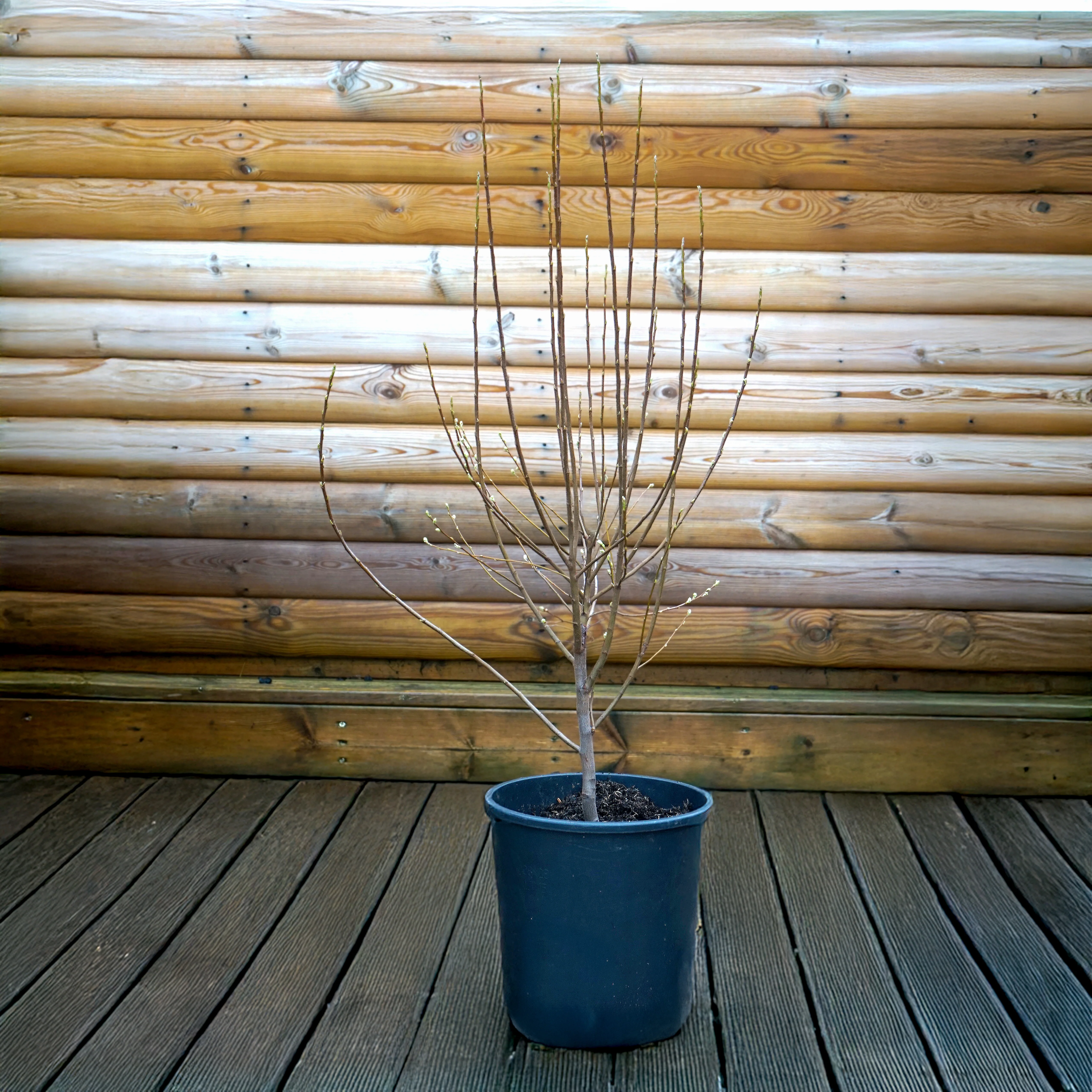 Amelanchier 'Rainbow Pillar' Tree - Image 7