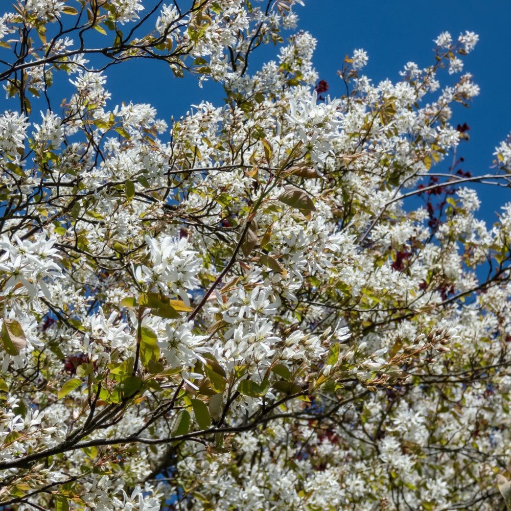 Amelanchier x grandiflora 'Ballerina' Tree