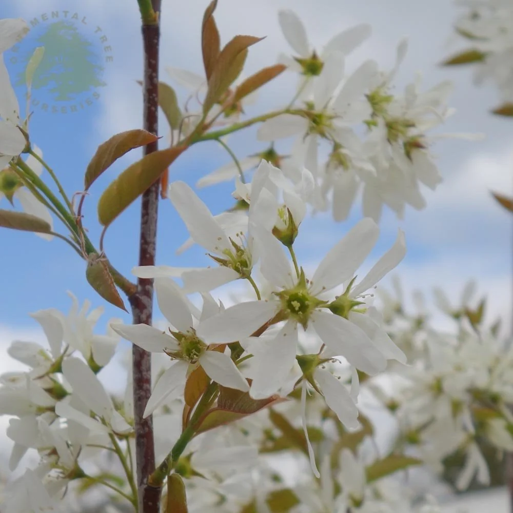 Amelanchier x grandiflora 'Ballerina' Tree - Image 2