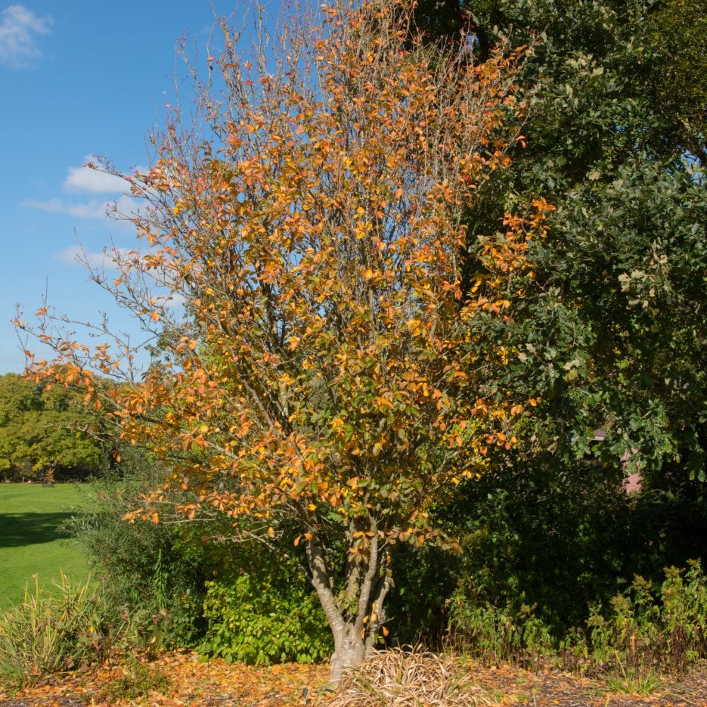 Amelanchier x grandiflora 'Ballerina' Tree - Image 3