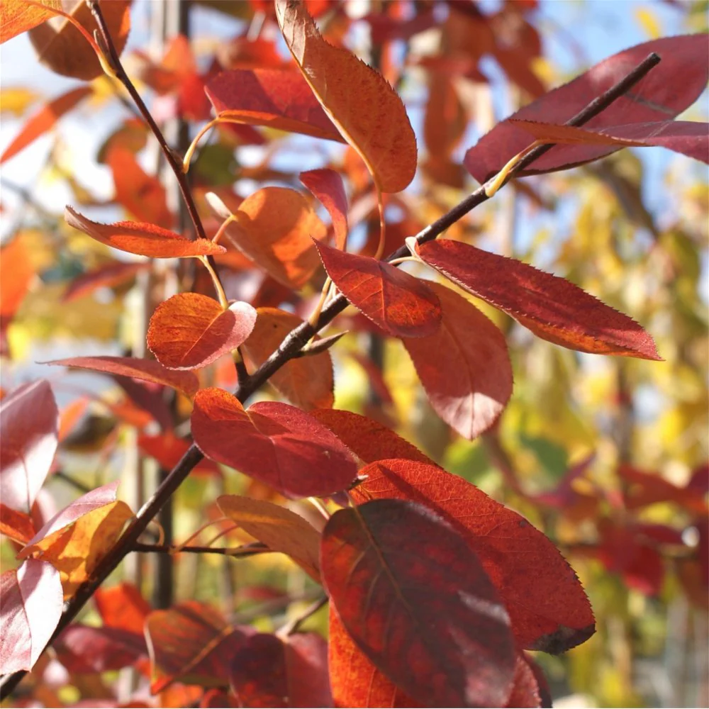 Amelanchier x grandiflora 'Ballerina' Tree - Image 4
