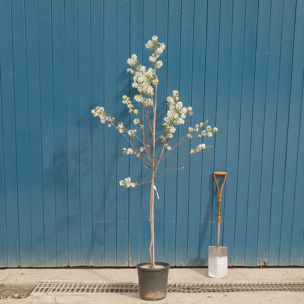 Amelanchier x grandiflora 'Ballerina' Tree - Image 5
