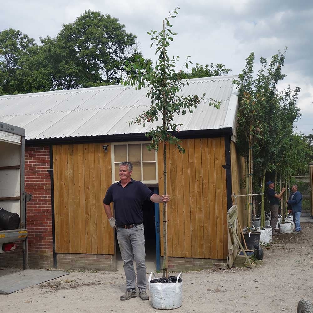 Amelanchier x grandiflora 'Ballerina' Tree - Image 6