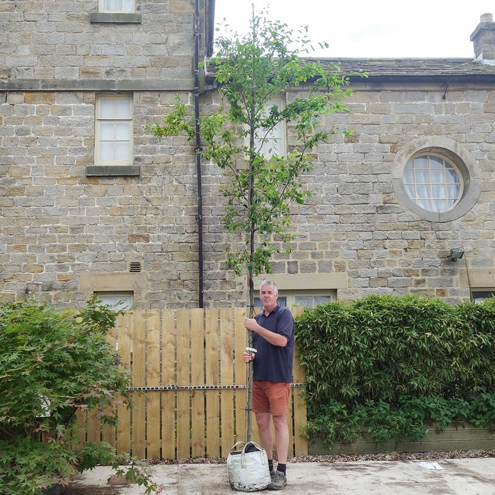 Amelanchier x grandiflora 'Ballerina' Tree - Image 7