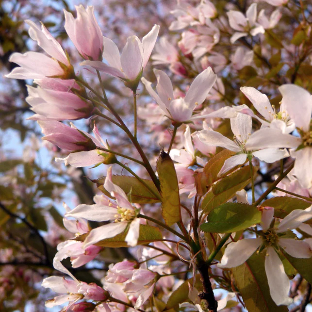 Amelanchier x grandiflora 'Robin Hill' Tree