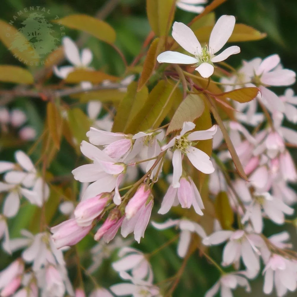 Amelanchier x grandiflora 'Robin Hill' Tree - Image 3