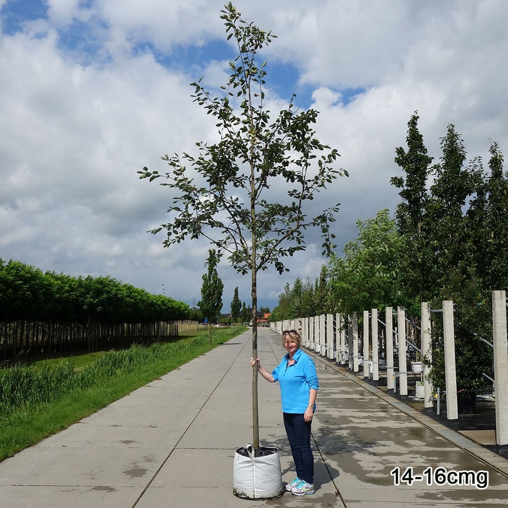 Amelanchier x grandiflora 'Robin Hill' Tree - Image 4