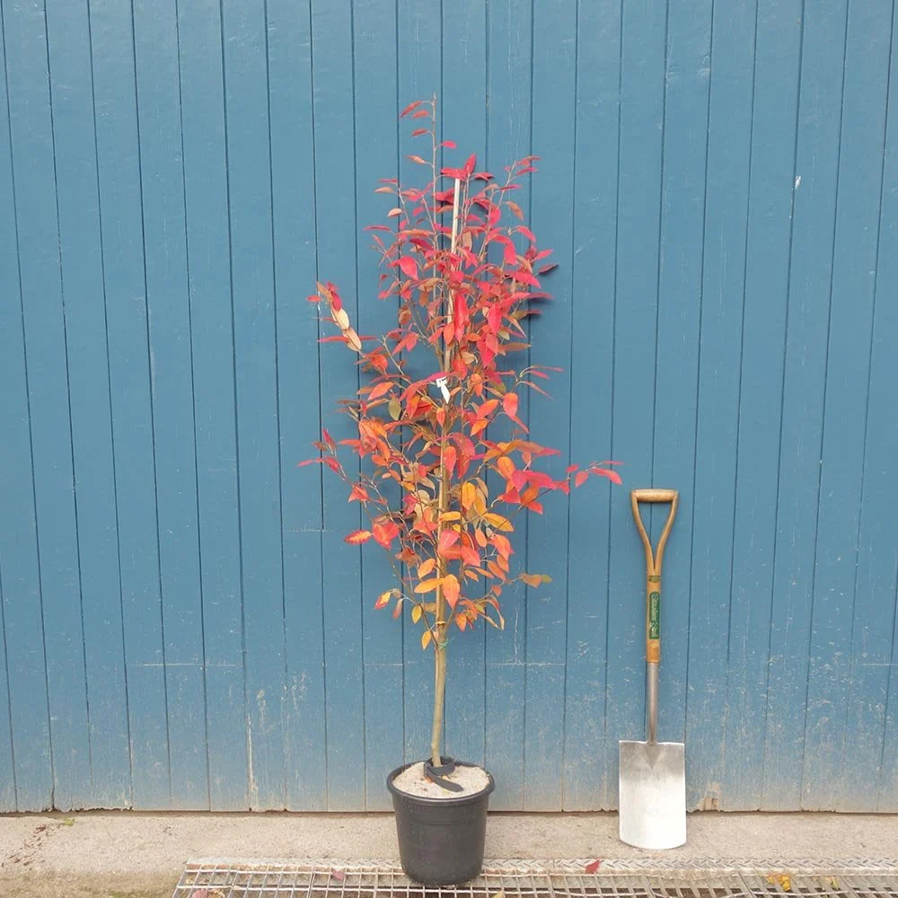Amelanchier x grandiflora 'Robin Hill' Tree - Image 5