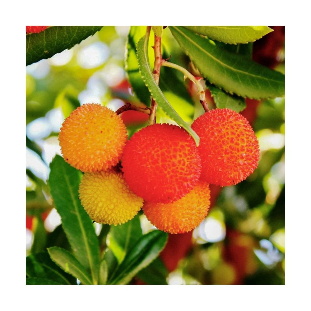 Arbutus unedo 'Atlantic' Bush