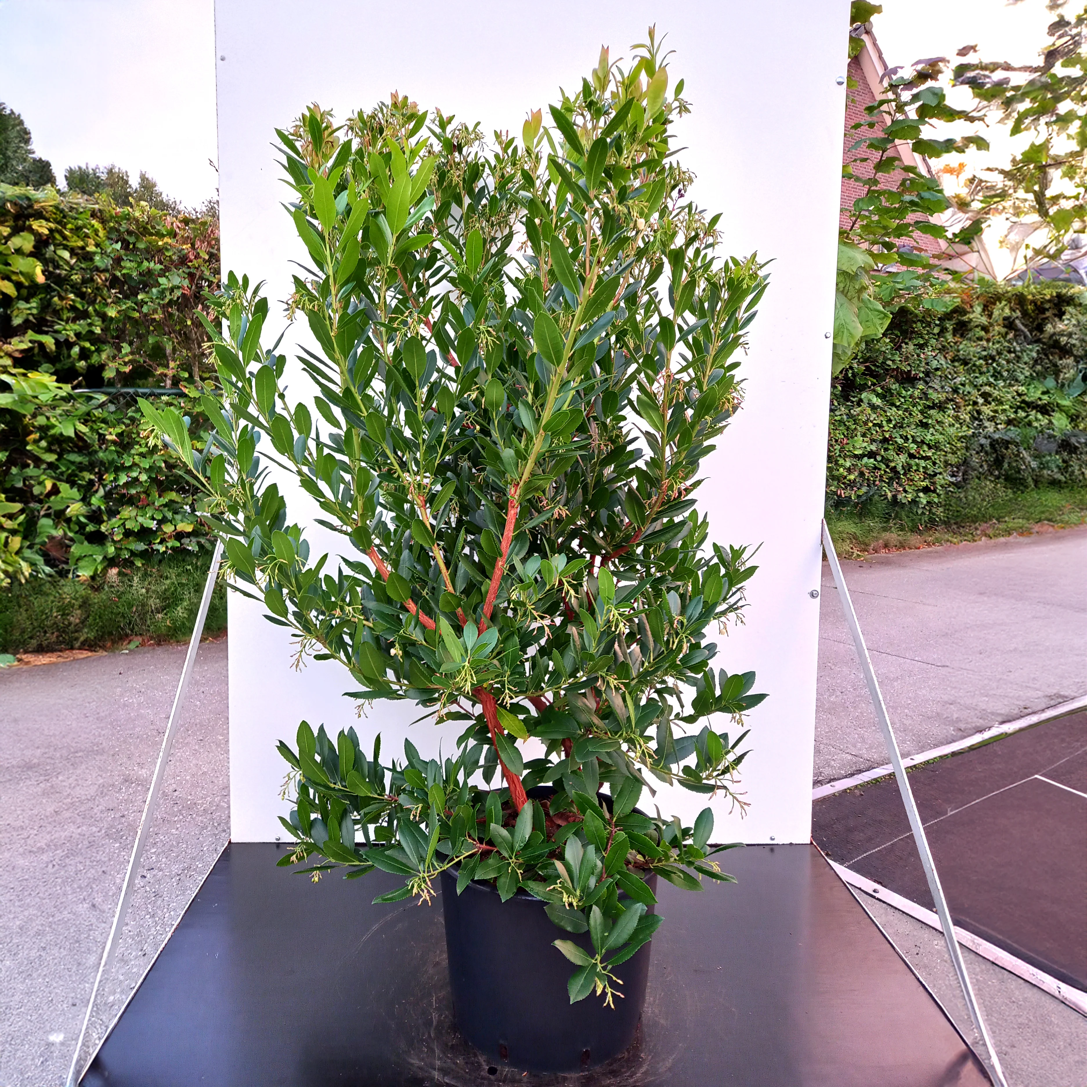 Arbutus unedo 'Atlantic' Bush - Image 2
