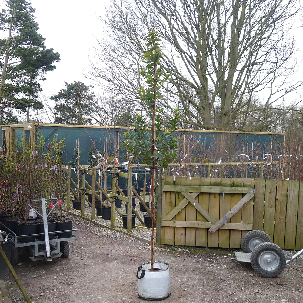 Arbutus unedo Tree - Image 10