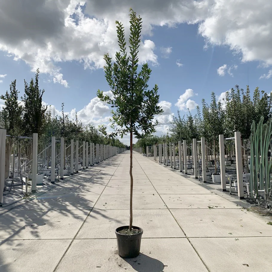 Arbutus unedo Tree - Image 11