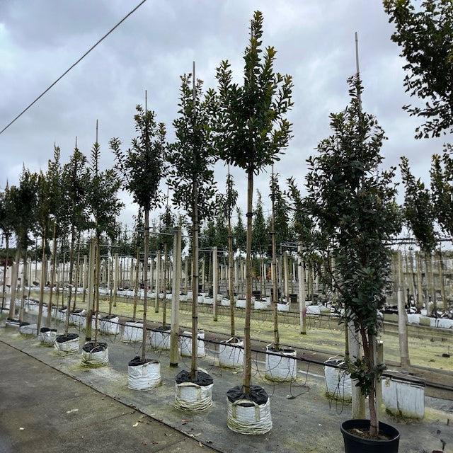 Arbutus unedo Tree - Image 12