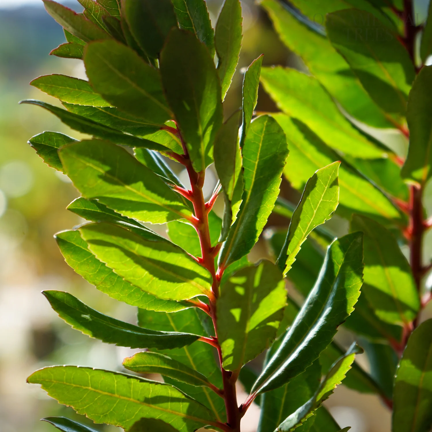 Arbutus unedo Tree - Image 3