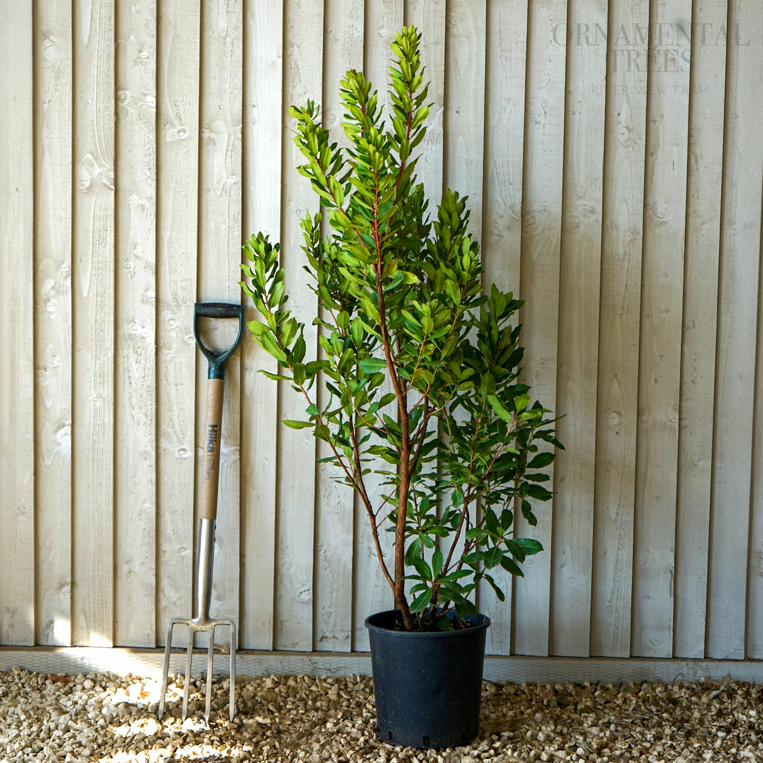 Arbutus unedo Tree - Image 4