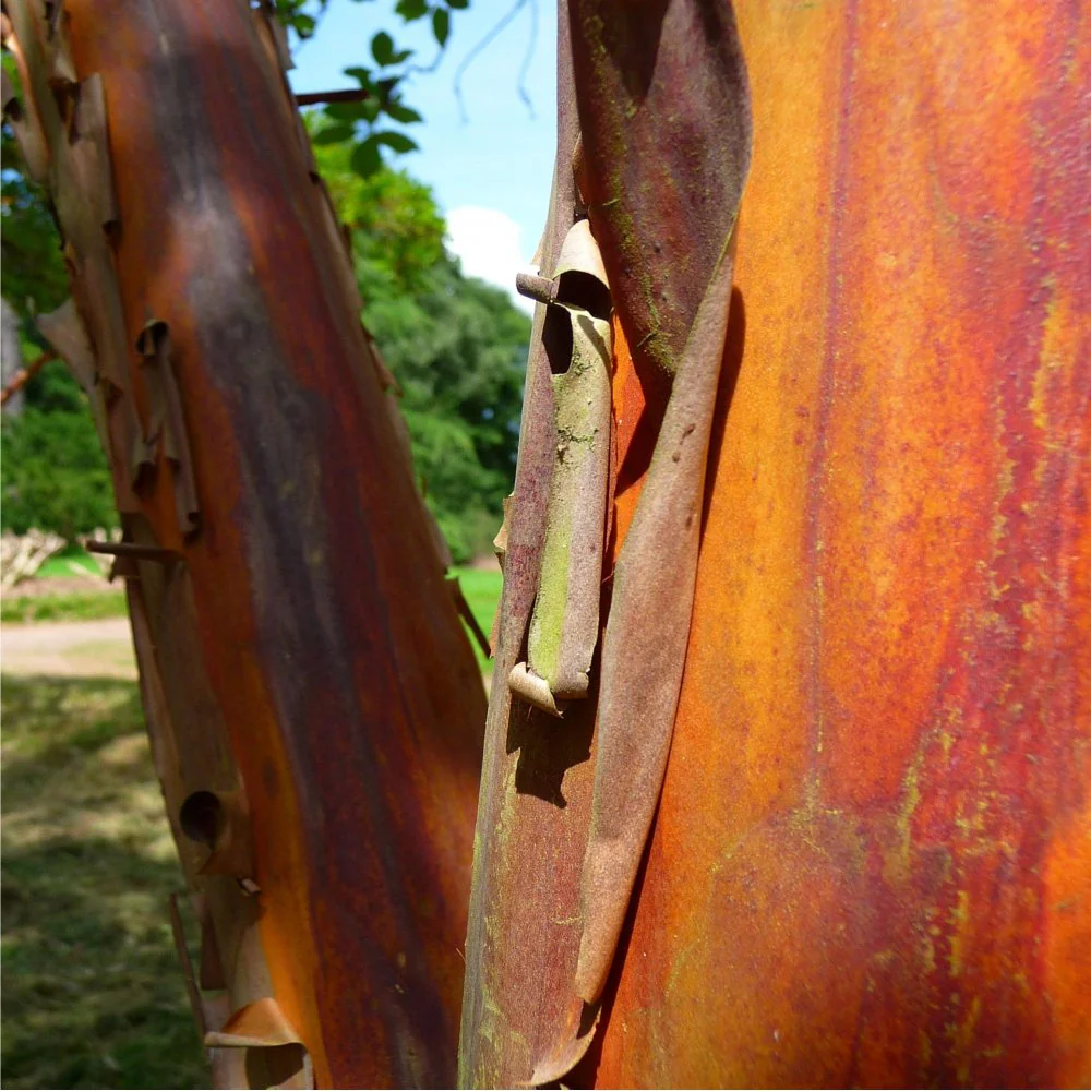 Arbutus unedo Tree - Image 5