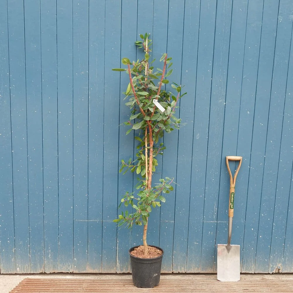 Arbutus unedo Tree - Image 6
