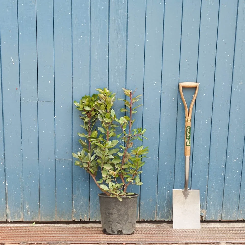 Arbutus unedo Tree - Image 7