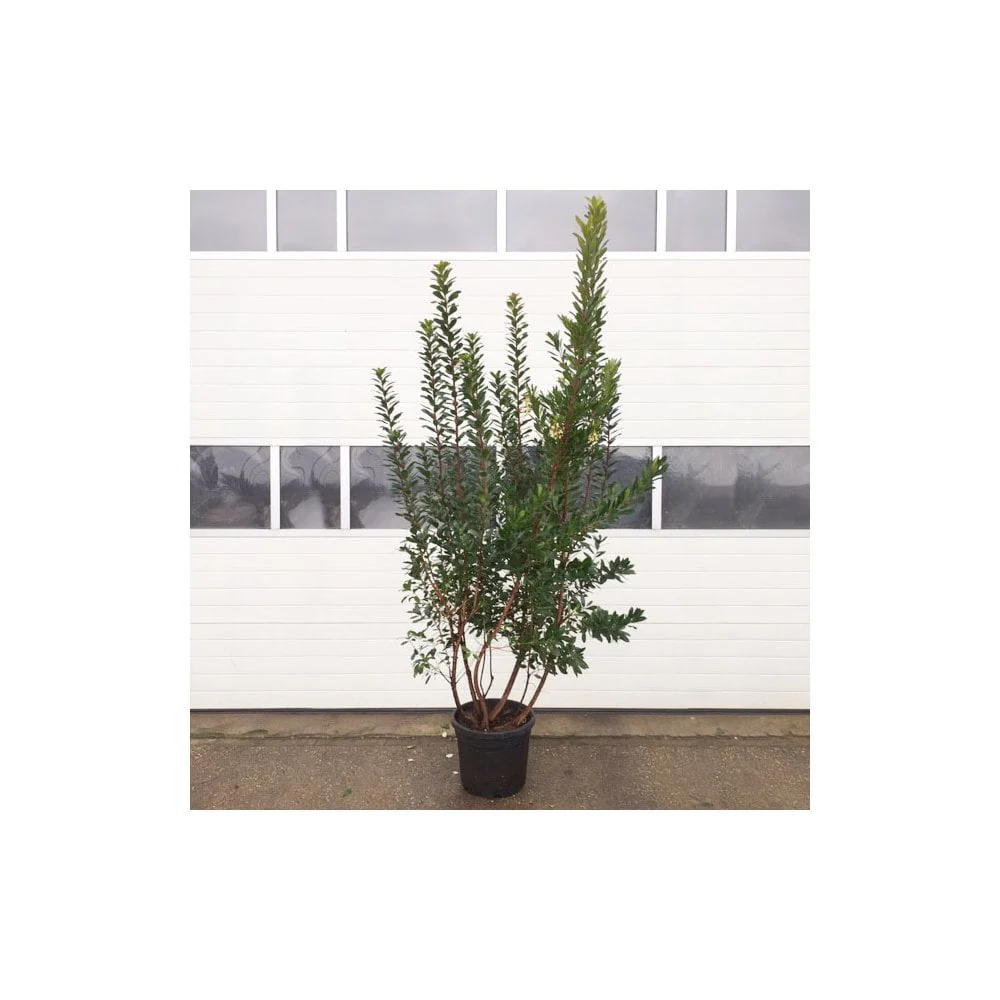 Arbutus unedo Tree - Image 8