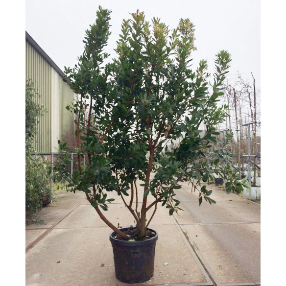 Arbutus unedo Tree - Image 9