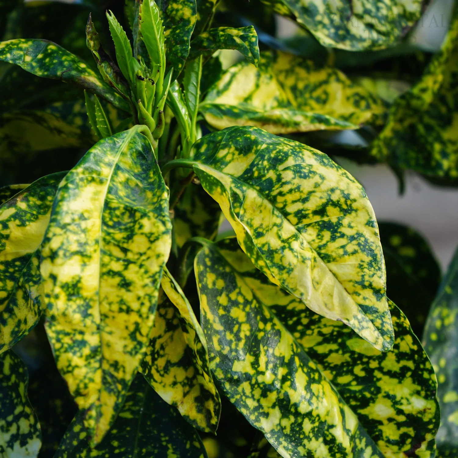 Aucuba Japonica 'Crotonifolia'