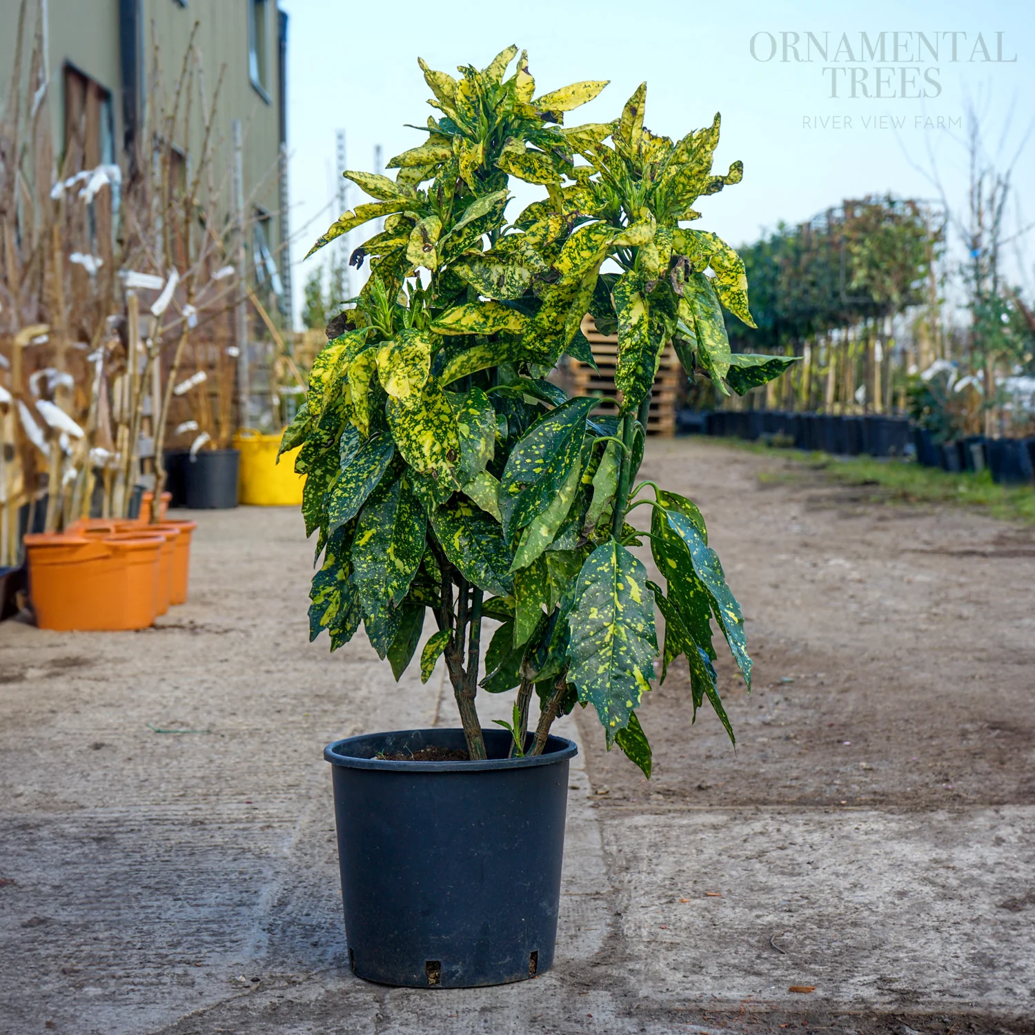 Aucuba Japonica 'Crotonifolia' - Image 2