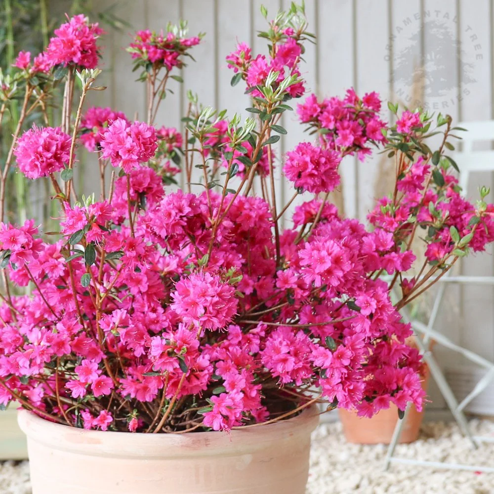 Azalea 'Amoena' Shrub