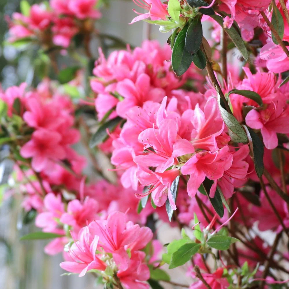 Azalea 'Anne Frank' Shrub - Image 3