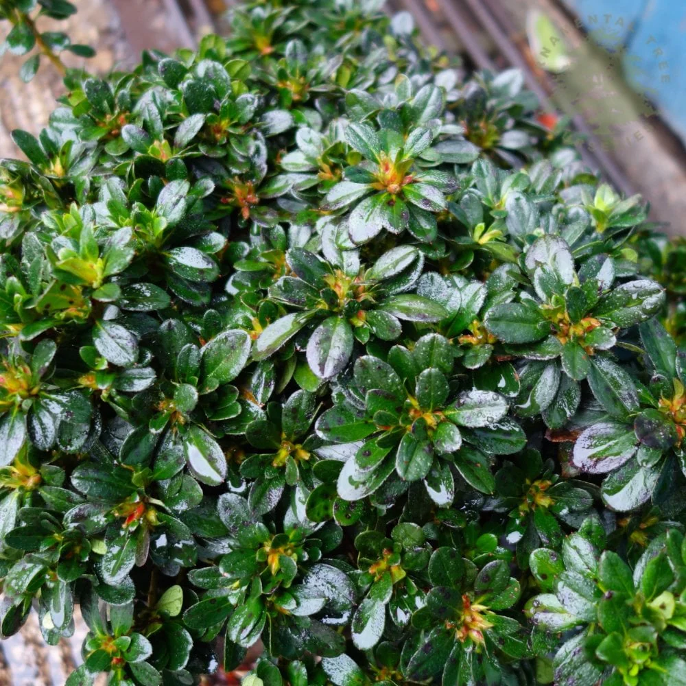 Azalea 'Anne Frank' Shrub - Image 4