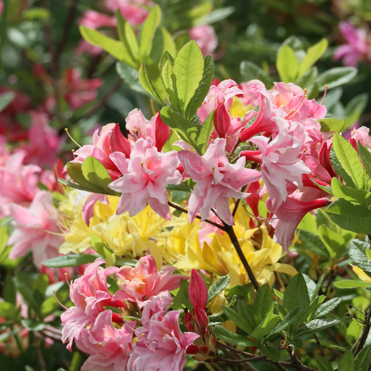Azalea 'Cannon's Double' Shrub
