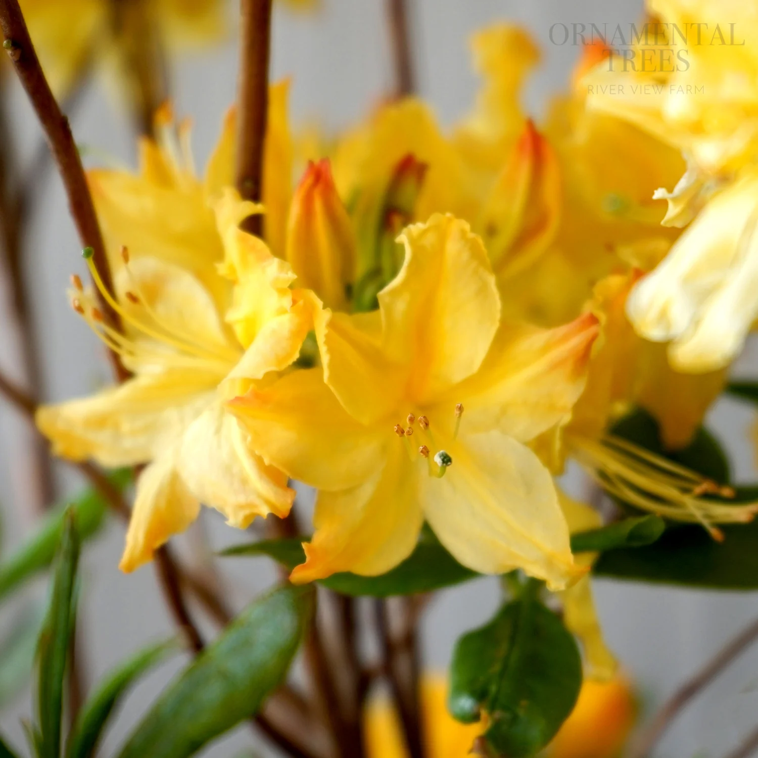 Azalea 'Golden Lights' Shrub