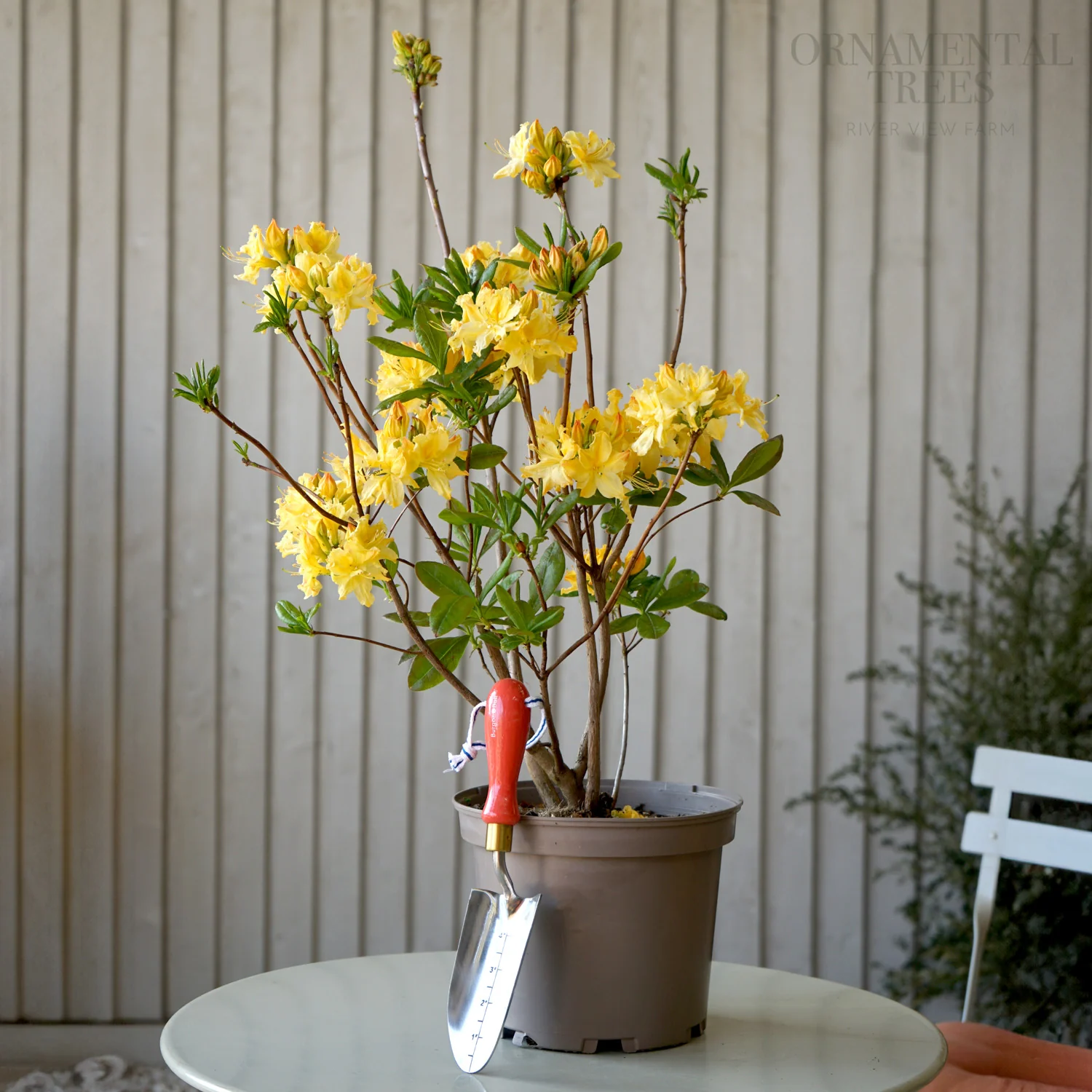 Azalea 'Golden Lights' Shrub - Image 2