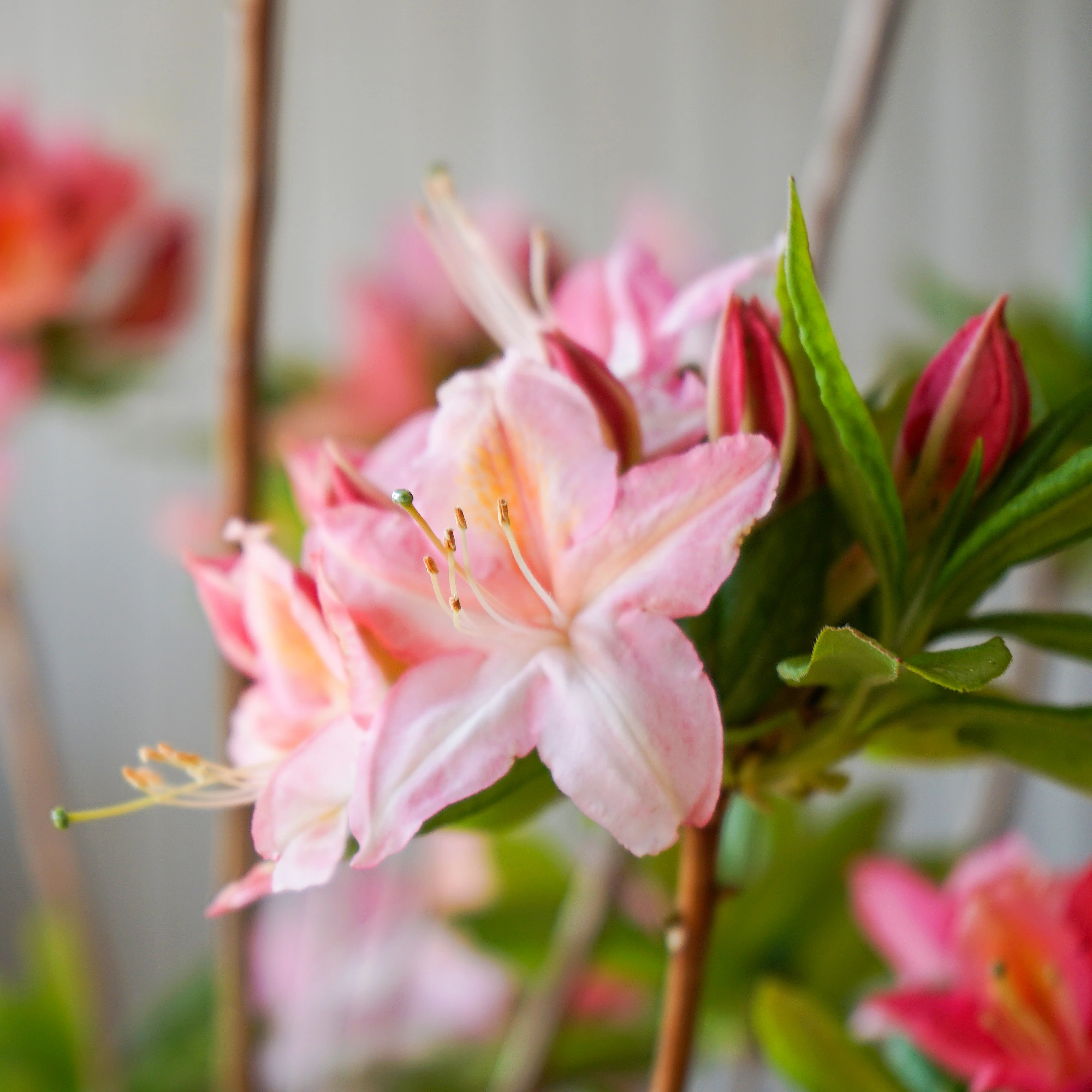 Azalea 'Jolie Madame' Shrub