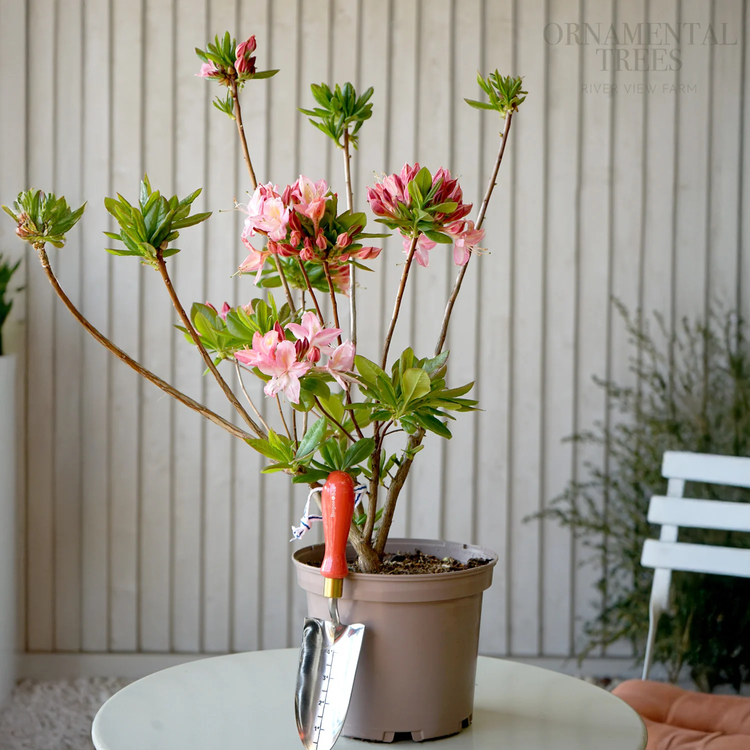 Azalea 'Jolie Madame' Shrub - Image 2