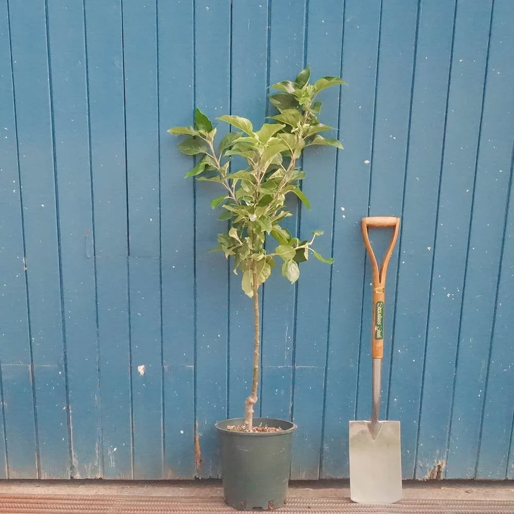Bardsey Apple Tree - Image 3