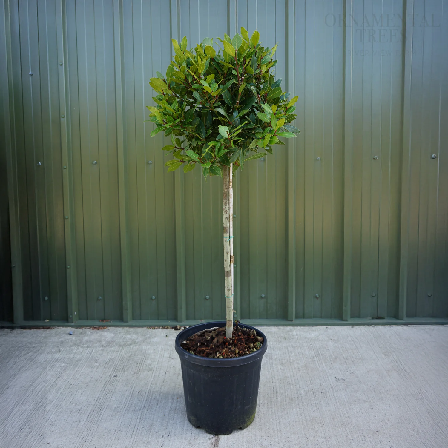 Bay Laurel Tree - Image 4
