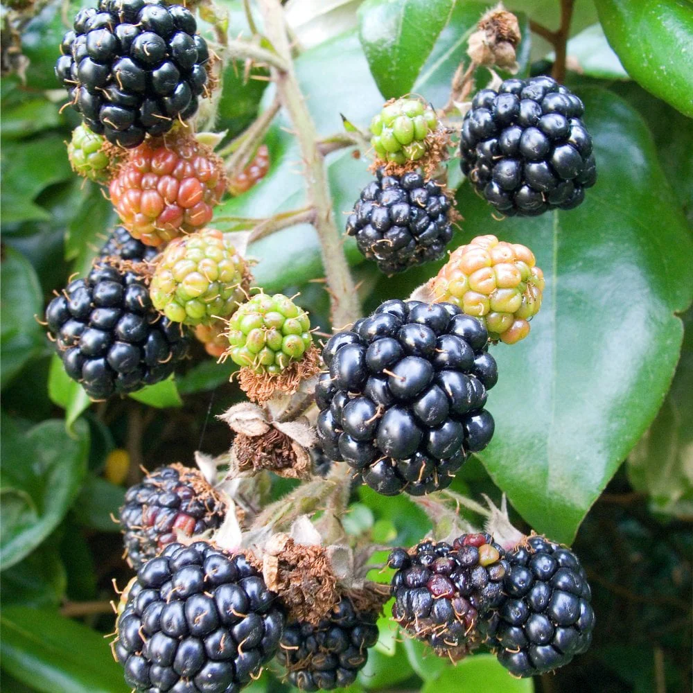 Bedford Giant Blackberry Bush