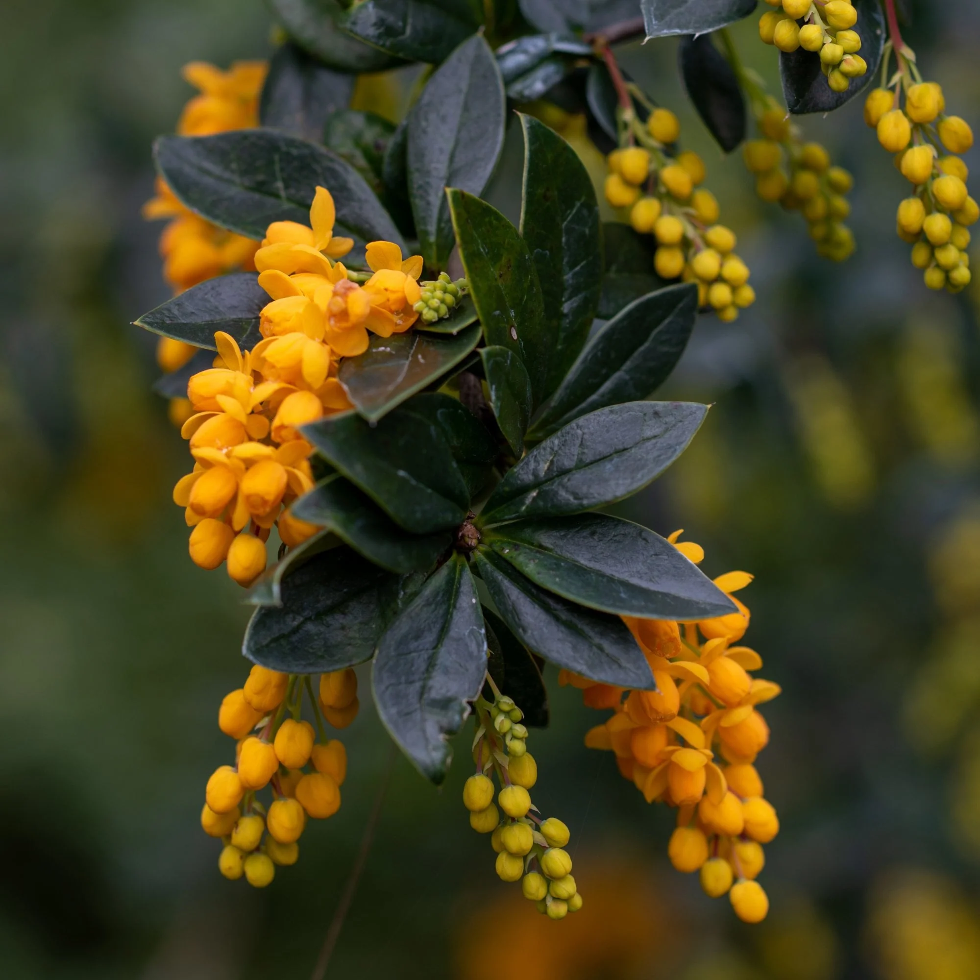 Berberis linearifolia 'Orange King'