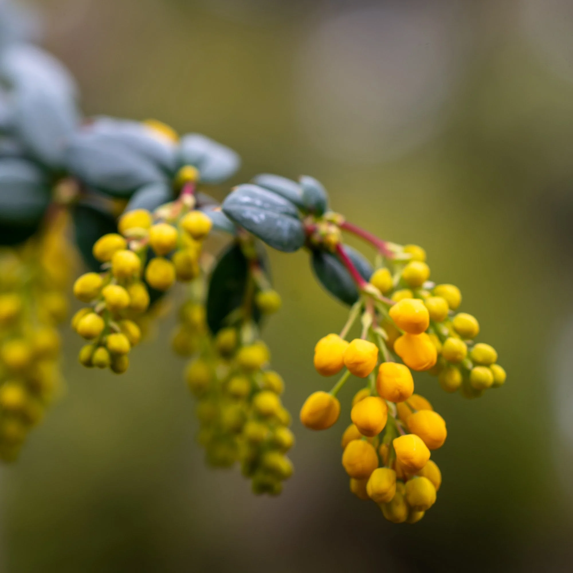 Berberis linearifolia 'Orange King' - Image 2