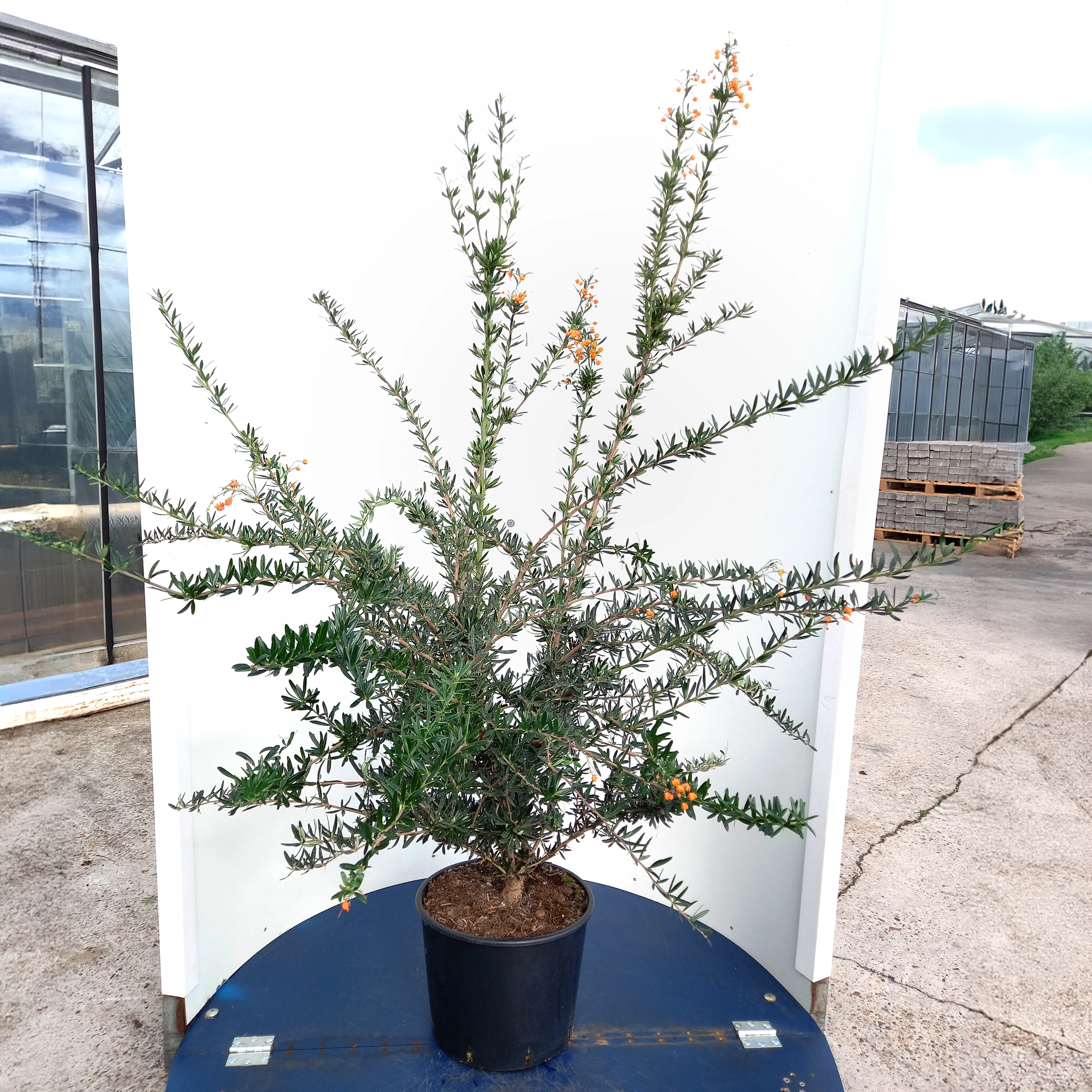 Berberis linearifolia 'Orange King' - Image 3