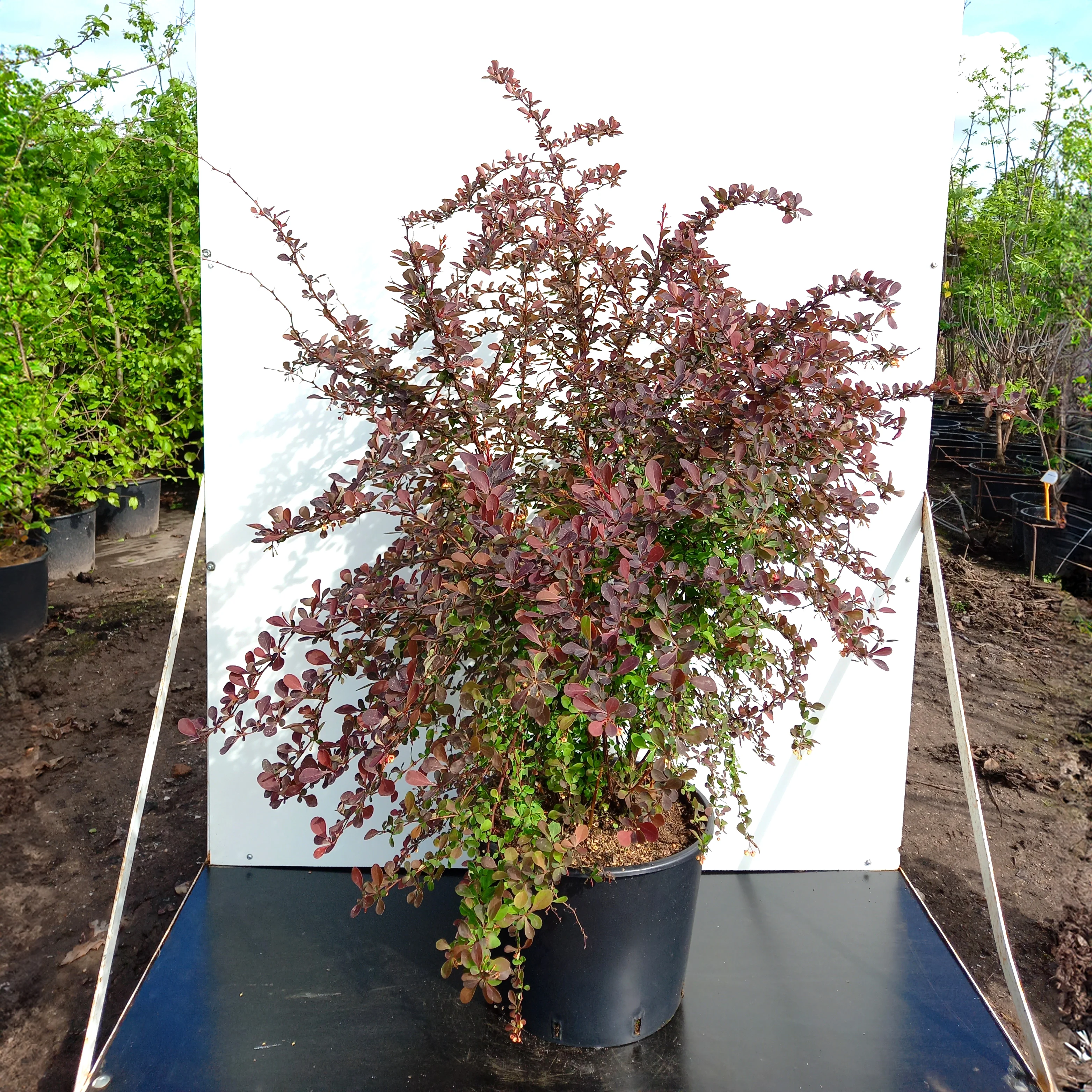 Berberis thunbergii 'Harlequin' - Image 2